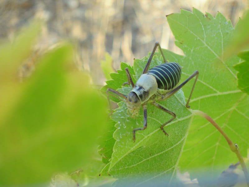Quel bel insect