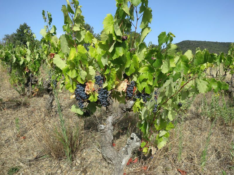 Un beau cep de carignan