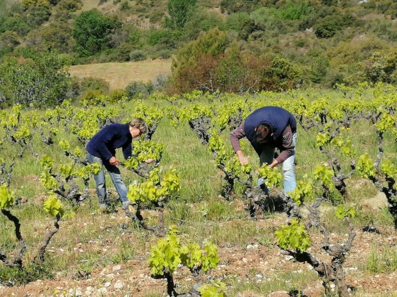 C'est l'heure à l'ébourgeonnage