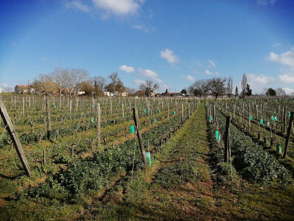 La vigne qui génère la cuvée "Les 3 Poiriers"