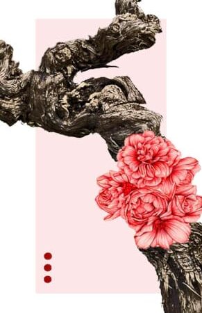 Le Vignoble du Rêveur à créé "La Vigne en Rose"