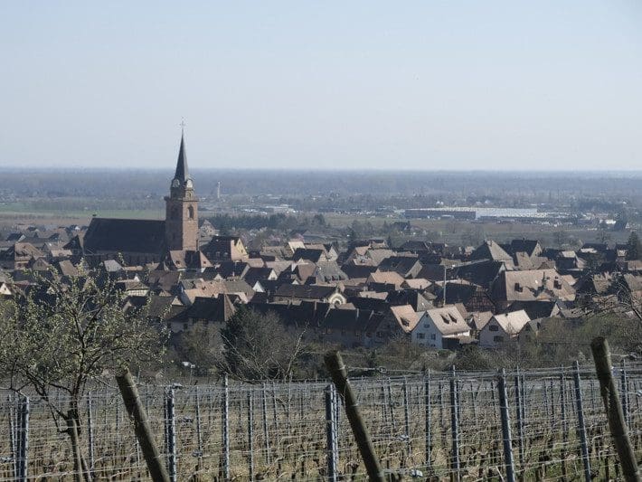 Différences entre vin bio, biodynamique et vin nature