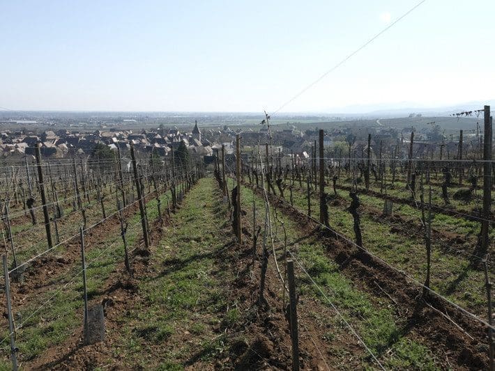 Certification demeter : le label incontournable du vin biodynamique