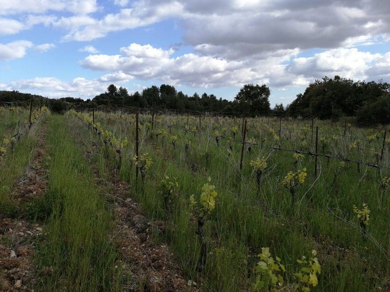 Biodynamie et corne de vache : tout comprendre sur cette pratique
