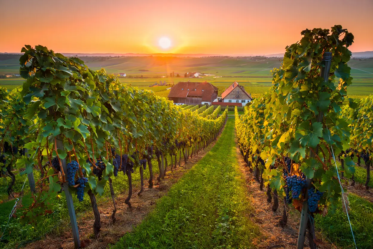 Vin biodynamique et lune : calendrier lunaire 2026 pour la biodynamie